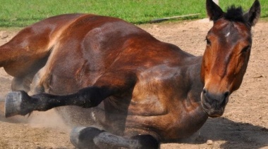 Encefalomielitis equina: hay 303 brotes en la provincia