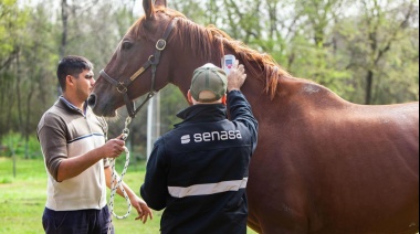 Encefalitis Equina en humanos: 30 municipios bonaerenses con casos confirmados 