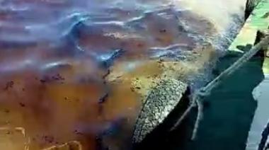Bahía Blanca: tercer derrame de hidrocarburos en apenas dos meses