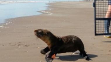 La Costa: un lobo marino vuelve al mar después de su rehabilitación