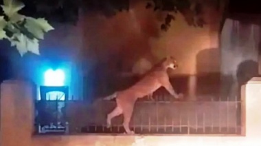 Un puma suelto en Necochea: corrió por las calles y se metió en el patio de una vivienda