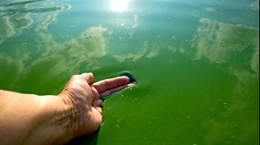 Nueva alerta por cianobacterias en lagunas y balnearios bonaerenses