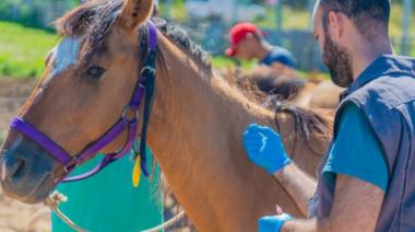 Encefalitis equina en humanos: van cuatro muertes confirmadas en la provincia