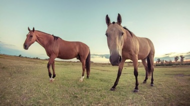 Confirman nueva muerte por encefalitis equina en la Provincia