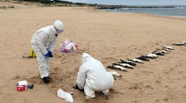 Hallan en las playas de Mar del Plata a 40 pingüinos muertos 