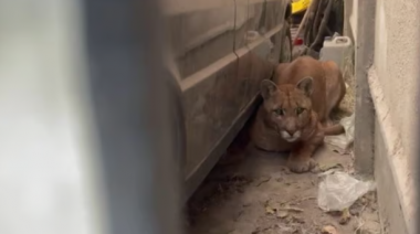 Una mujer fue al garaje de su casa y encontró un puma