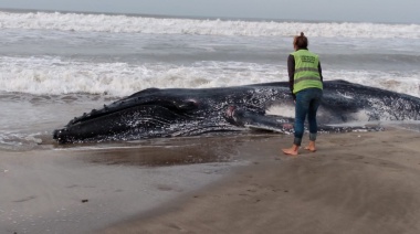 Hallan muerta una ballena en las costas de Pinamar e investigan las causas