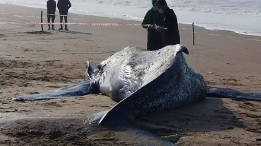 Apareció otra ballena muerta en la costa y crece la preocupación