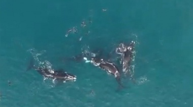 Avistaron ballenas en Necochea