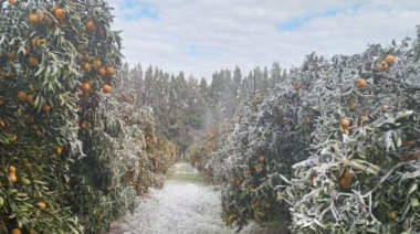 Naranjas bajo cero: la ola polar provocó una drástica pérdida en una región