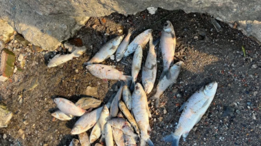 La bajante del Río de la Plata dejó al descubierto una mortandad de peces