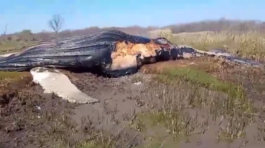 Hallan una ballena muerta en las costas del Río de la Plata