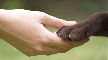 Presentan un proyecto de ley que obliga a funcionarios bonaerenses a capacitarse en derecho animal