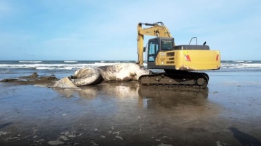 Apareció una ballena sin vida en Santa Teresita 