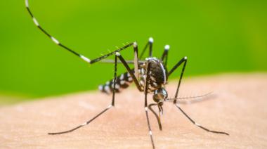 Repelente contra el dengue gratuito producido por la UNLP