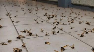 Invasión de hormigas voladoras en el AMBA