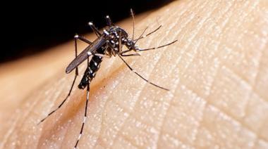 Primeros casos autóctonos de dengue en el AMBA