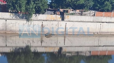 Apareció un elefante marino en un arroyo de La Plata