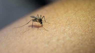 Dengue en la Provincia: hay tres casos autóctonos y piden precaución