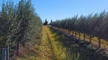 Ruta del Olivo: un proyecto clave para el sudoeste bonaerense