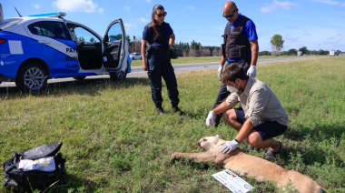 Encuentran un puma muerto a la vera de la ruta 11