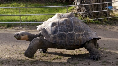 General Arenales: hallan restos fósiles de una tortuga gigante