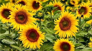 Carlos Casares: Nahuel Pennisi, la Delio Valdéz y más en la Fiesta Nacional del Girasol 2025