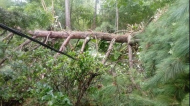 El temporal en el AMBA dejó árboles caídos y 2000 isleños del Delta sin luz