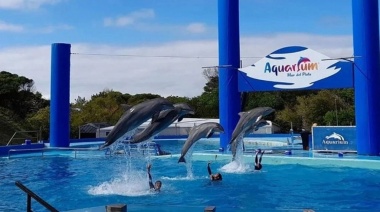 A dónde trasladarán los delfines tras el cierre del parque Aquarium de Mar del Plata