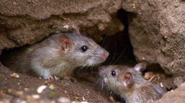 Confirmaron cinco casos de hantavirus en la Provincia de Buenos Aires