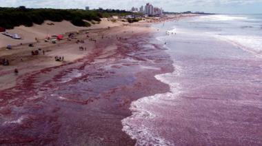 El mar se tiñó de rojo en la costa entre Mar del Plata y Necochea