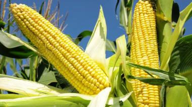 Junto con la UBA, la Provincia busca desarrollar una nueva variedad de maíz