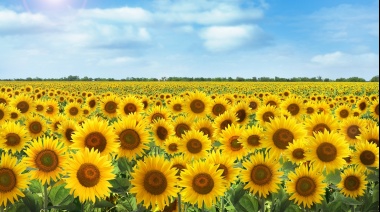 Girasoles, folklore y jineteada: la Fiesta Provincial arranca con todo en Necochea