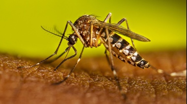 La Provincia confirmó brotes de Dengue en cinco municipios del conurbano
