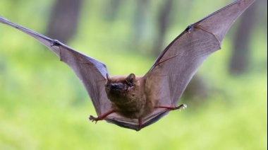 Patagones: por la aparición de un murciélago con rabia, refuerzan la vacunación a mascotas