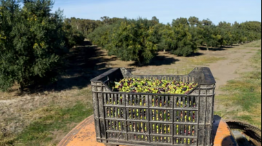 La Provincia pondrá en marcha La Ruta del Olivo en el sudoeste bonaerense