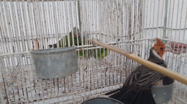 Rescatan 25 aves silvestres que eran vendidas en un puesto de la feria