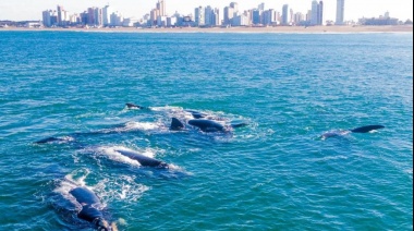 Necochea se posiciona como nuevo destino para el avistaje de ballenas en la costa