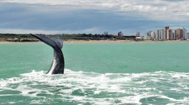 Necochea sorprende con récord de ballenas y activa el turismo de invierno