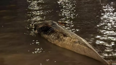 Sorpresa en la Costanera: apareció otra ballena muerta y ya son dos en seis días