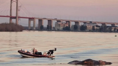 Encuentran otra ballena muerta: estaba flotando en Zárate