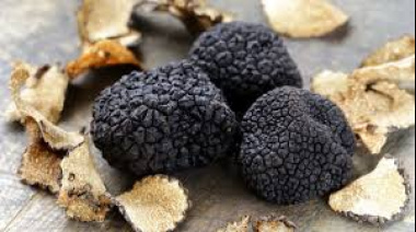 Caza de trufas negras y degustación en Espartillar: una experiencia única en Argentina