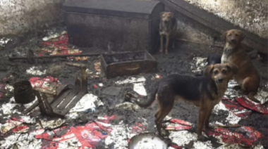 Rescatan a 43 perros en Lanús que vivían hacinados en condiciones extremas