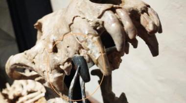 Otro hallazgo en San Pedro: descubren vestigios de un pariente del perro que vivió hace 200 mil años