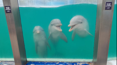 Cierre definitivo del Aquarium Mar del Plata: trasladan lobos marinos a República Dominicana