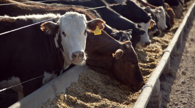 Provincia lanza un plan para erradicar enfermedades en el rodeo bovino