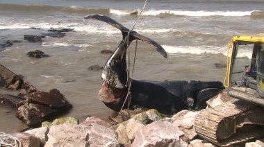 Apareció una ballena franca austral muerta en las costas de Miramar