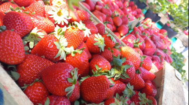 General Rodríguez celebra la 5ª Fiesta Municipal de la Frutilla