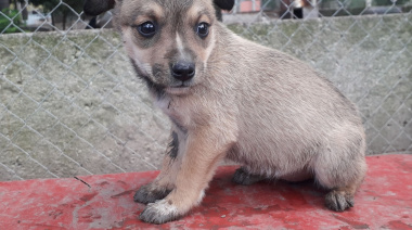 Por la crisis económica, cierra el Refugio Municipal de Animales de Madariaga