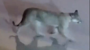 Avistaron un puma en Valeria del Mar y crece la preocupación en la zona
